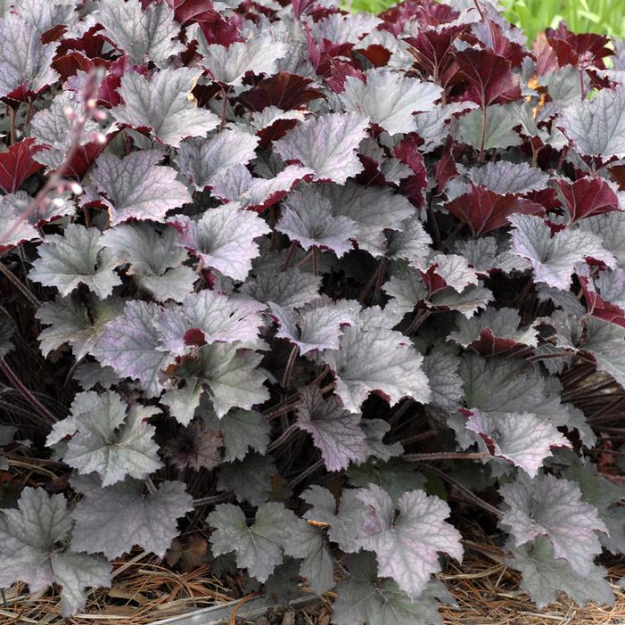 FROSTED VIOLET CORAL BELLS