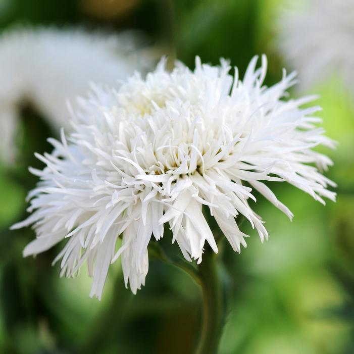 SANTÉ SHASTA DAISY