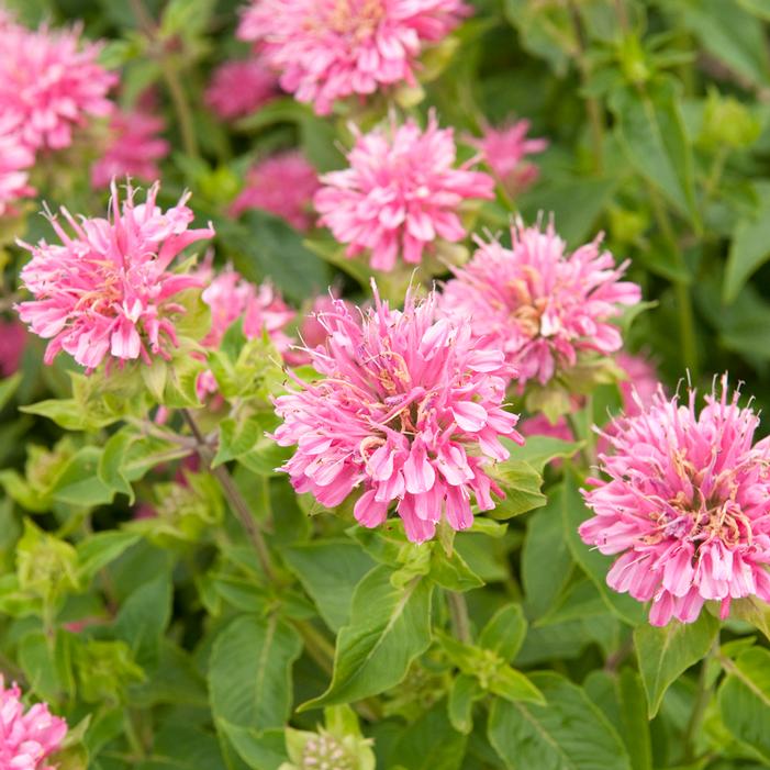 MARSHALL'S DELIGHT BEEBALM