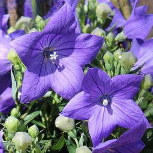 SENTIMENTAL BLUE BALLOON FLOWER