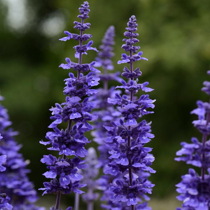 MYSTIC SPIRES SALVIA