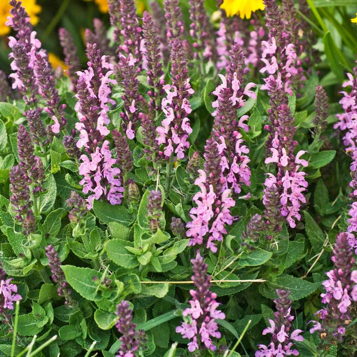 ROSE QUEEN MEADOW SAGE