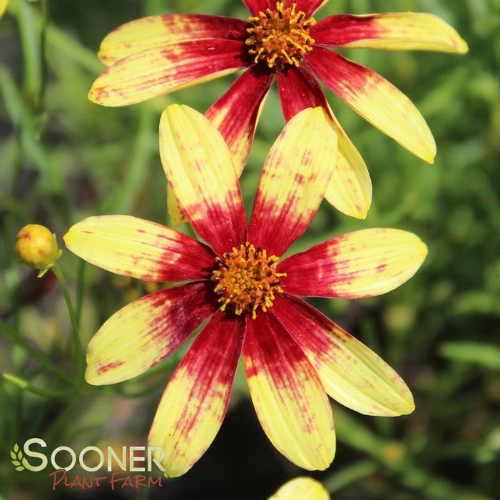 tickseed sooner soonerplantfarm