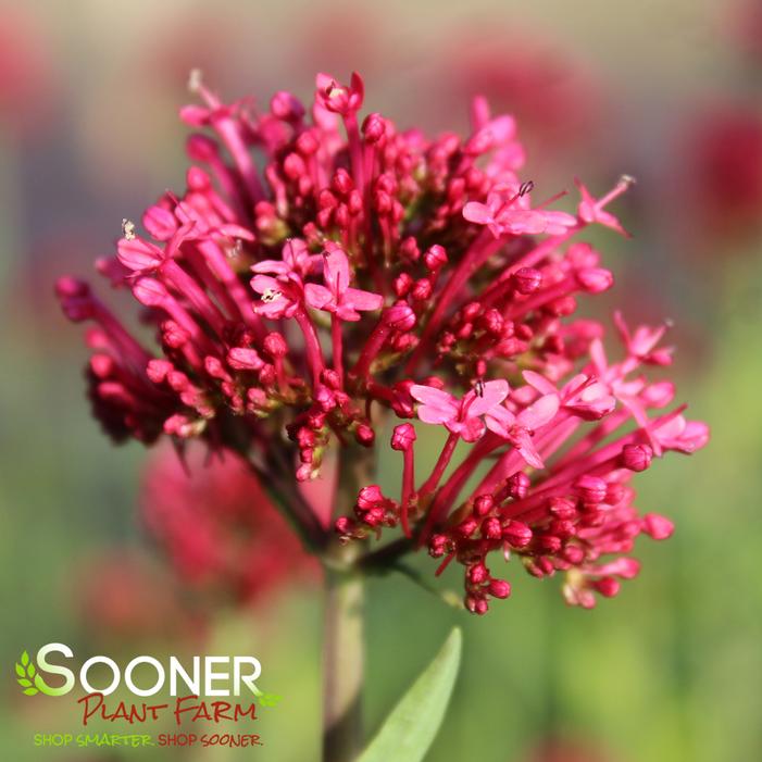 RED VALERIAN