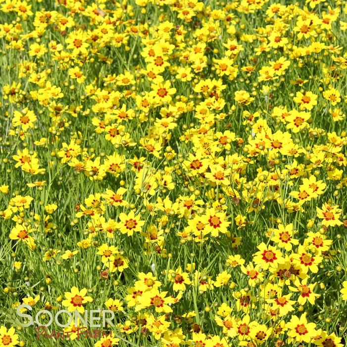 GOLD NUGGET TICKSEED