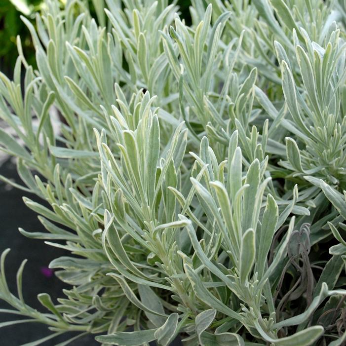 SILVER EDGE LAVENDER