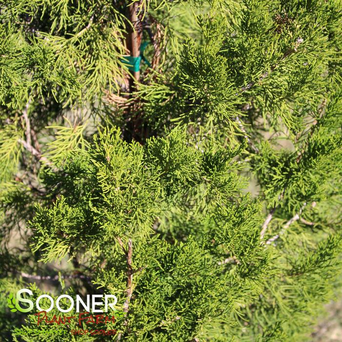 BRODIE JUNIPER