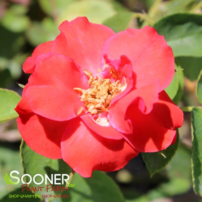 SEVILLANA® SHRUB ROSE