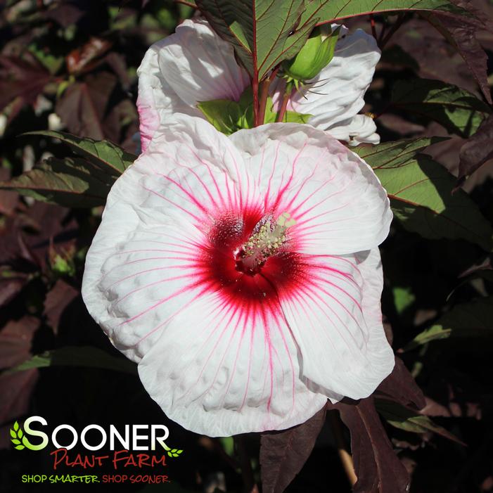 KOPPER KING FLEMING™ HARDY HIBISCUS