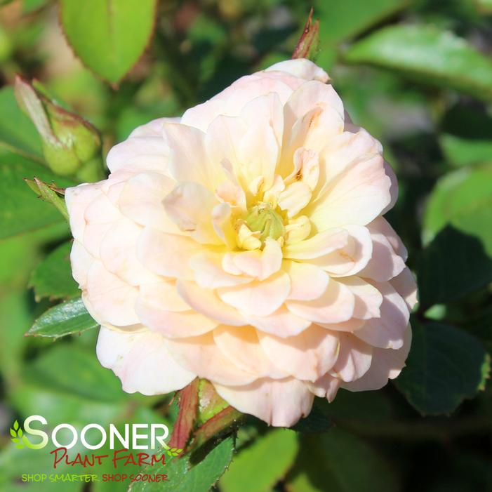 APRICOT DRIFT® ROSE