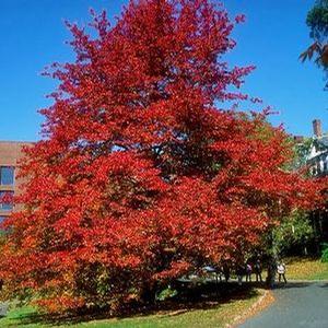 WILDFIRE BLACKGUM