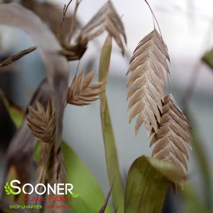 NORTHERN SEA OATS