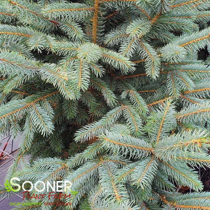 FAT ALBERT BLUE SPRUCE