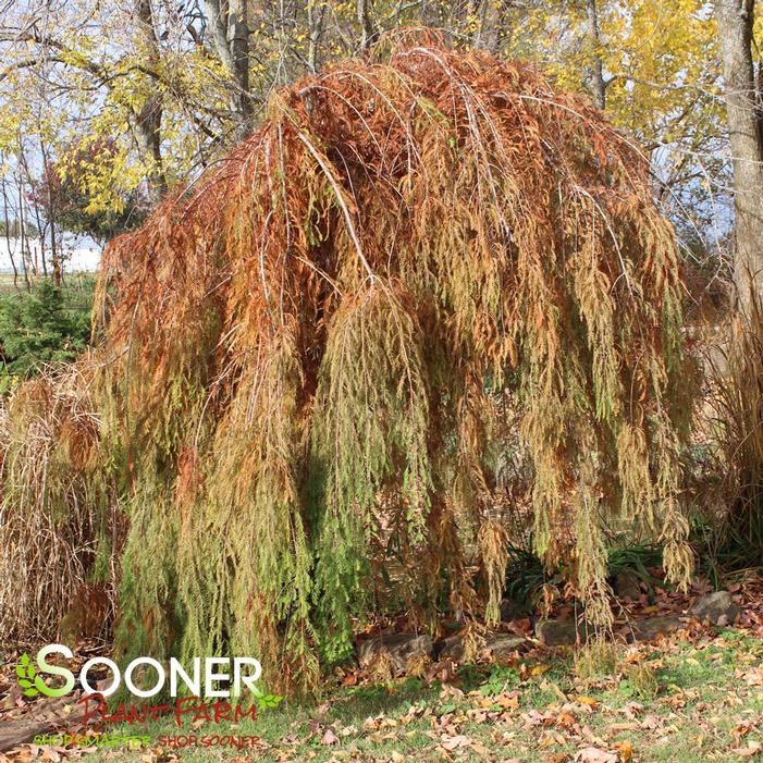 FALLING WATERS WEEPING BALD CYPRESS