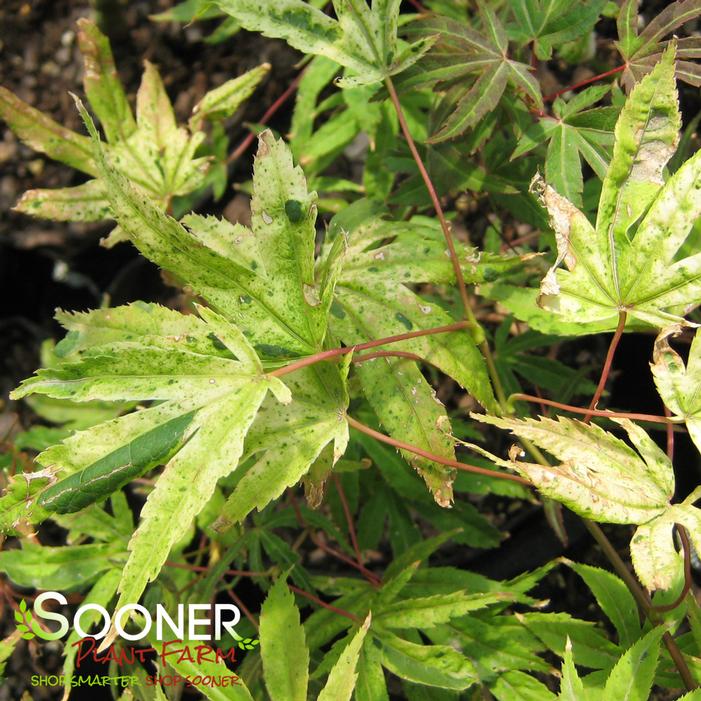 GEISHA DWARF UPRIGHT JAPANESE MAPLE