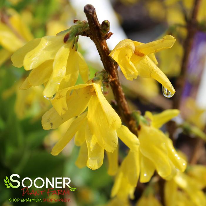 SHOWY BORDER™ FORSYTHIA