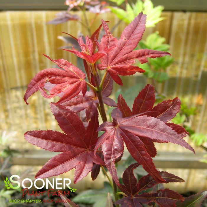 Maple ruby star japanese Buy Acer