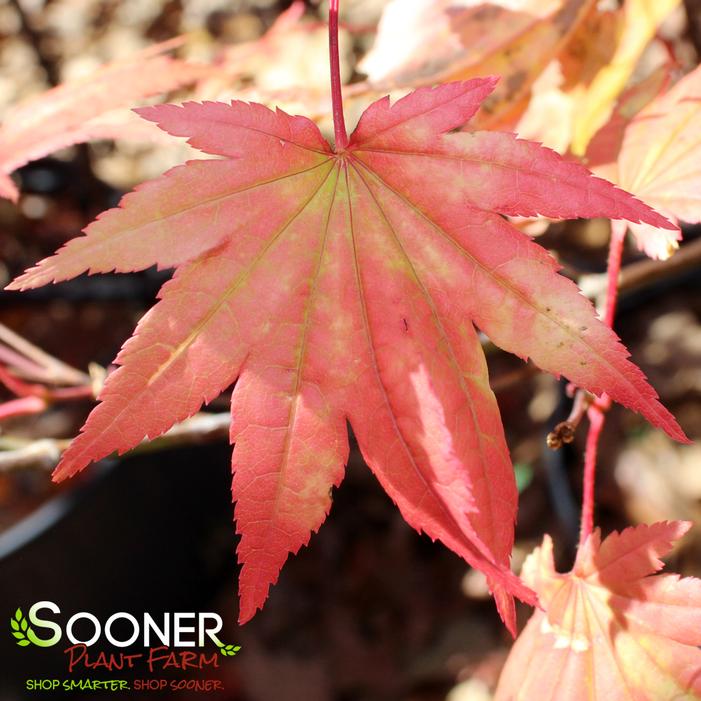 AUTUMN MOON UPRIGHT JAPANESE MAPLE