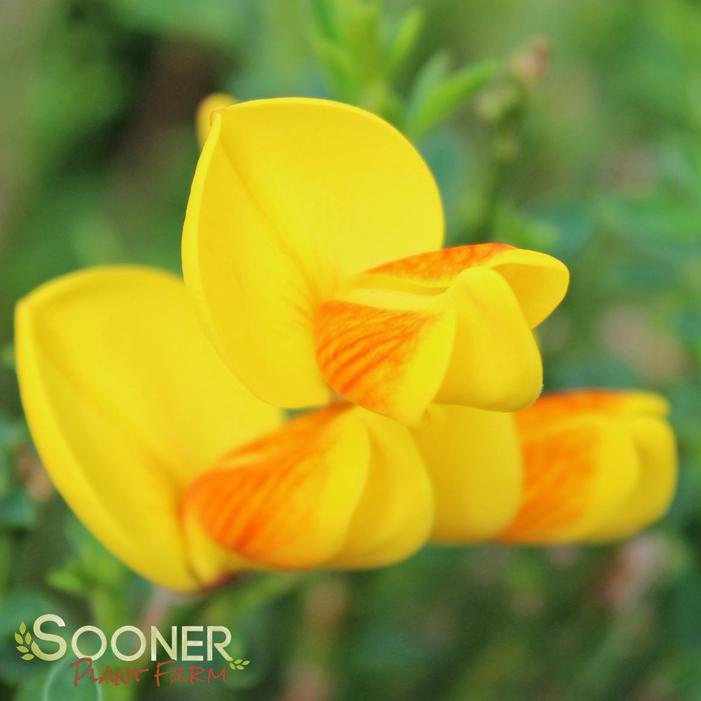 MADAME BUTTERFLY SCOTCH BROOM