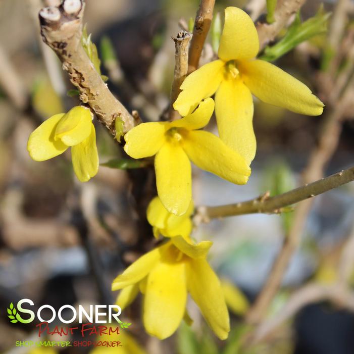 SHOW OFF STARLET® FORSYTHIA