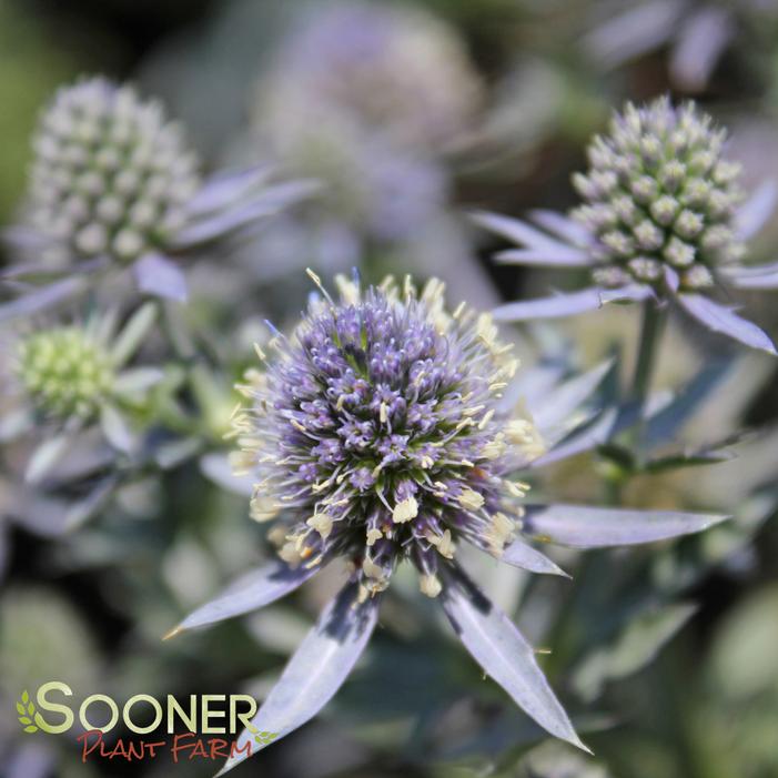 BLUE HOBBIT SEA HOLLY