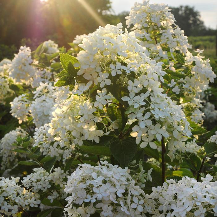 BOMBSHELL HYDRANGEA