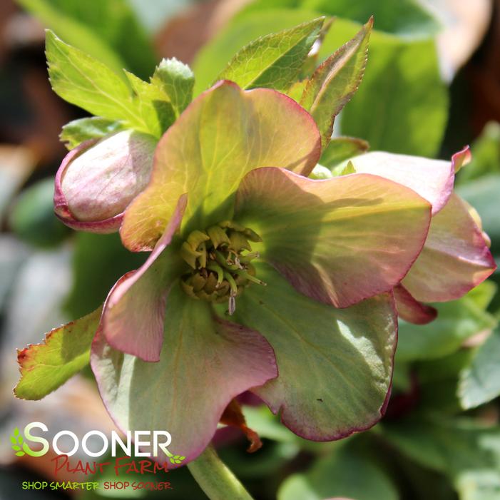 ROYAL HERITAGE LENTEN ROSE