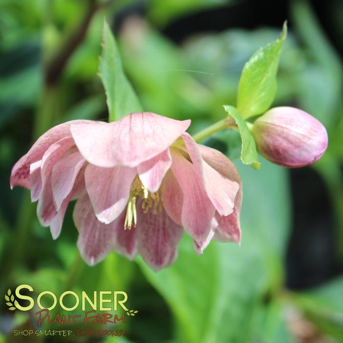 Helleborus x 'Amethyst Gem'