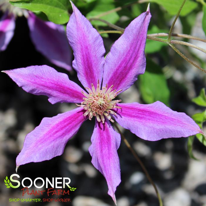 DR. RUPPEL CLEMATIS