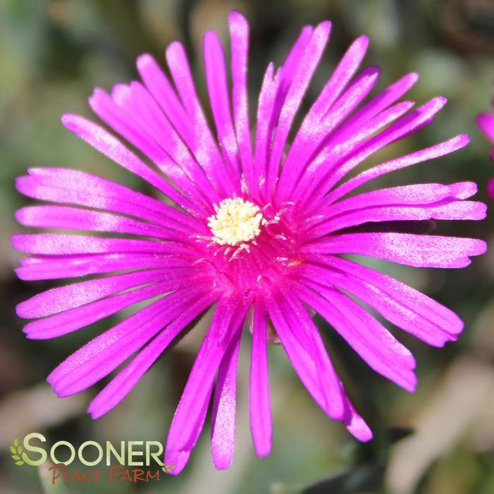 STARBURST® ICE PLANT