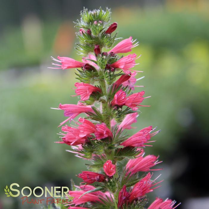 RED FEATHERS ECHIUM