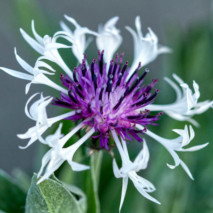 AMETHYST IN SNOW BACHELOR'S BUTTON