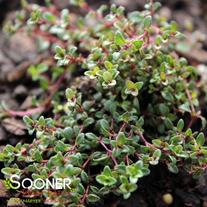 COCCINEUS CREEPING THYME