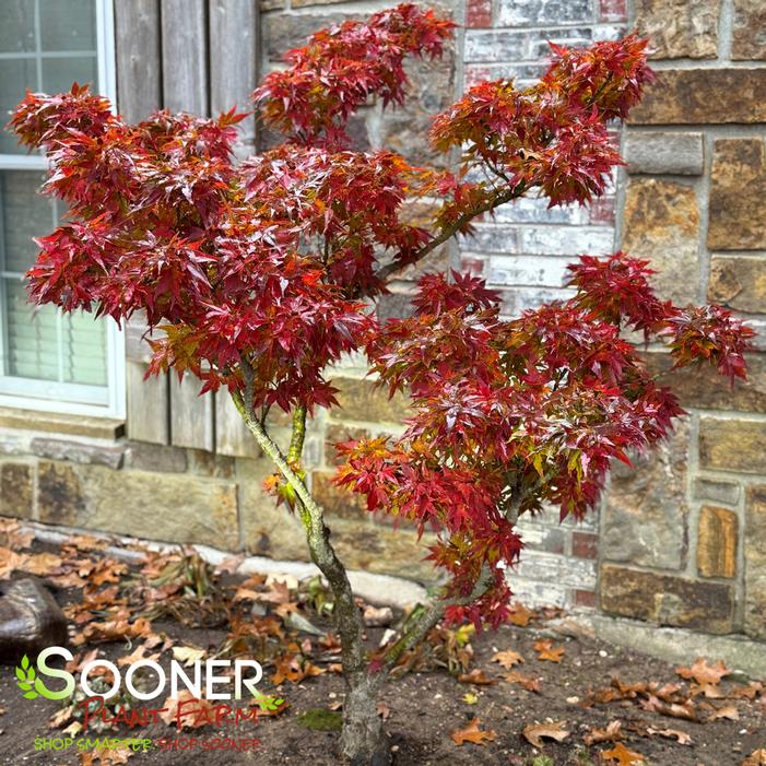 MIKAWA YATSUBUSA DWARF UPRIGHT JAPANESE MAPLE