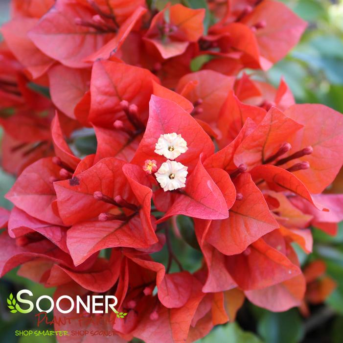 FLAME RED BOUGAINVILLEA