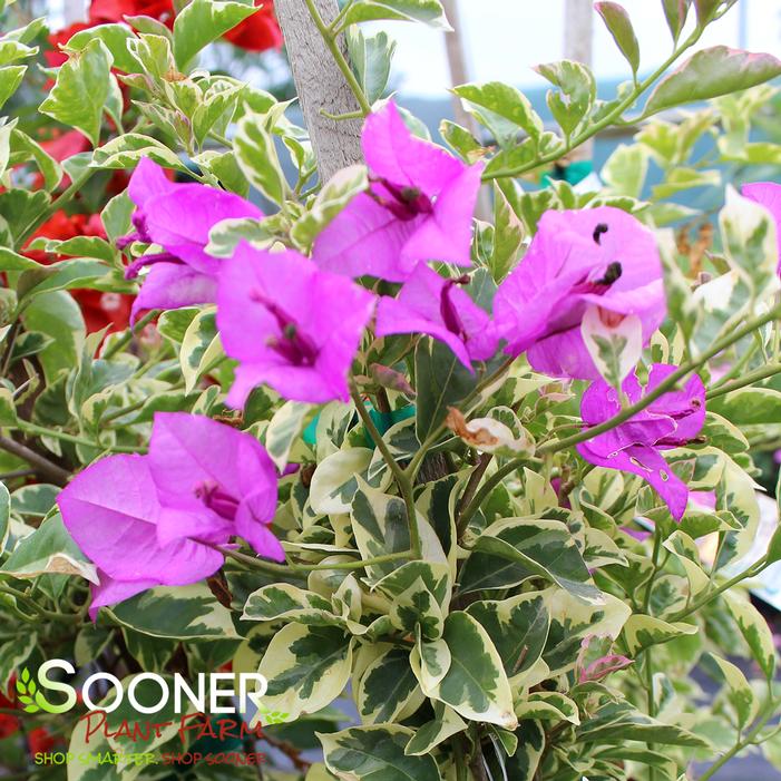 BLUEBERRY ICE BOUGAINVILLEA