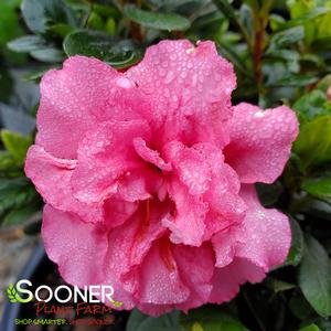 BLOOM-A-THON® PINK DOUBLE AZALEA