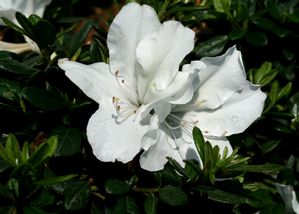 BLOOM-A-THON® WHITE AZALEA