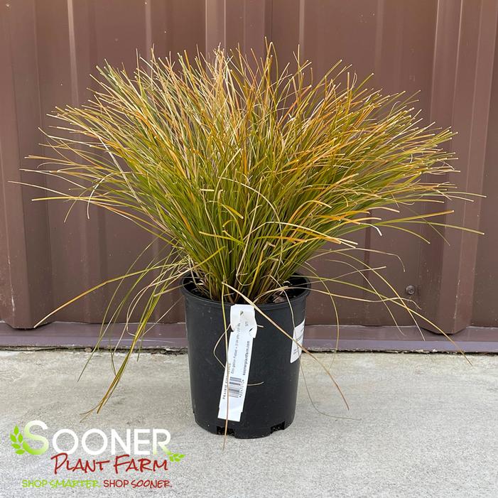 PRAIRIE FIRE SEDGE