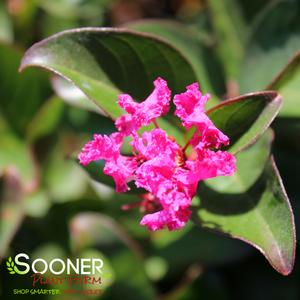 BERRY DAZZLE® CRAPEMYRTLE