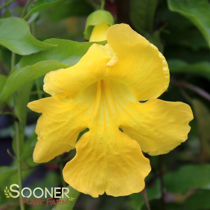 YELLOW CROSSVINE