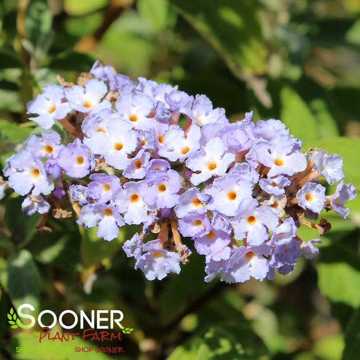 ASIAN MOON STERILE BUTTERFLY BUSH