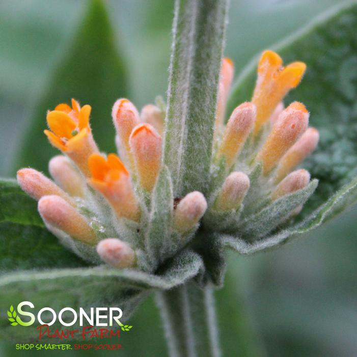 ORANGE SCEPTRE BUTTERFLY BUSH