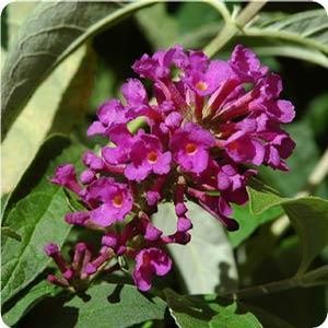 FLUTTERBY PETITE® TUTTI FRUITTI PINK BUTTERFLY BUSH