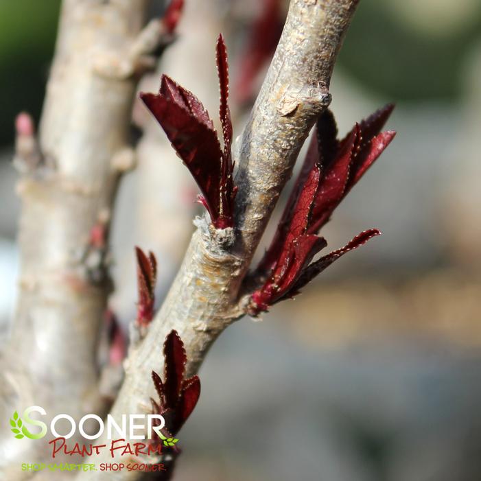 BONFIRE ORNAMENTAL PATIO PEACH