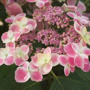 EDGY® ORBITS HYDRANGEA