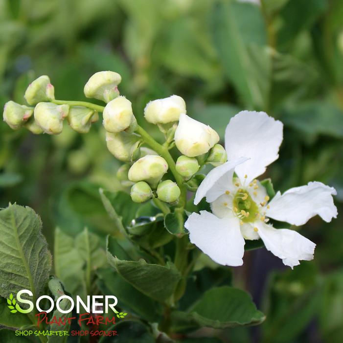 SNOW DAY® BLIZZARD PEARL BUSH