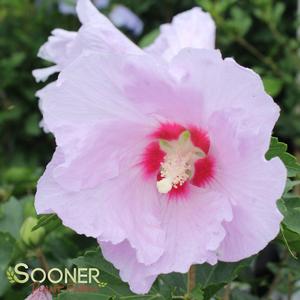 CANDIDE™ HIBISCUS