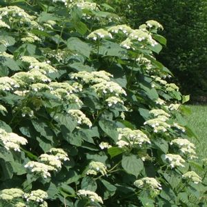 WHITE DOME® HYDRANGEA