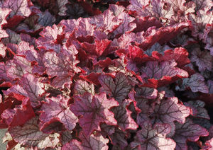 SPELLBOUND CORAL BELLS